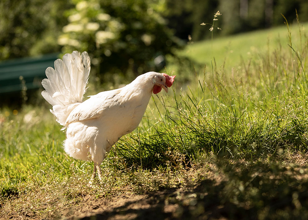 Où vivent les poules?