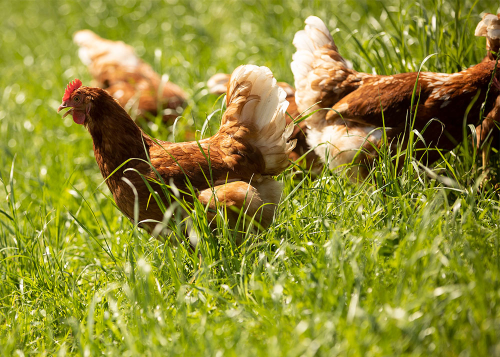 À la ferme: sortir à l’air libre ou s'abriter à l’intérieur